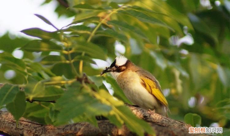 林州白头翁鸟 林州白头翁图片