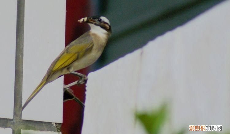 林州白头翁鸟 林州白头翁图片