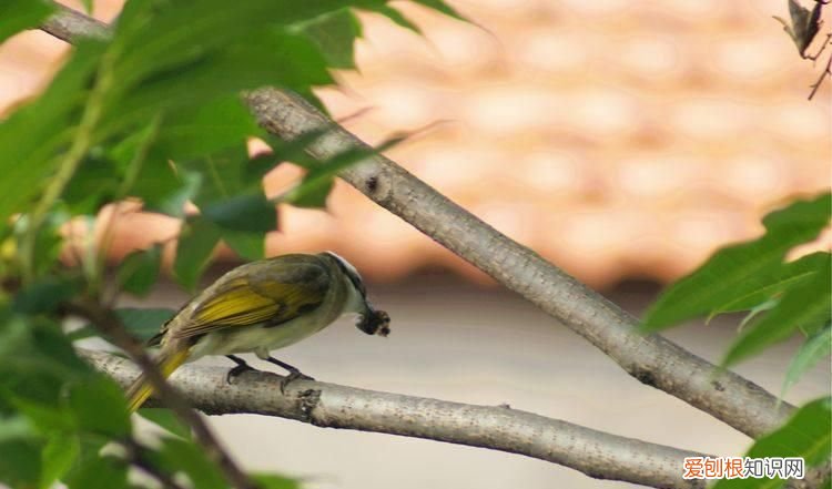 林州白头翁鸟 林州白头翁图片