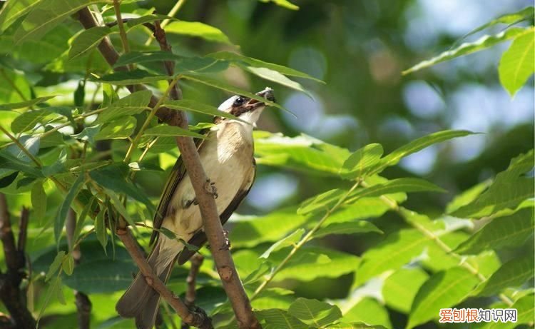林州白头翁鸟 林州白头翁图片