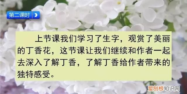 部编六年级上册丁香结知识点,部编版六年级上册丁香结讲解