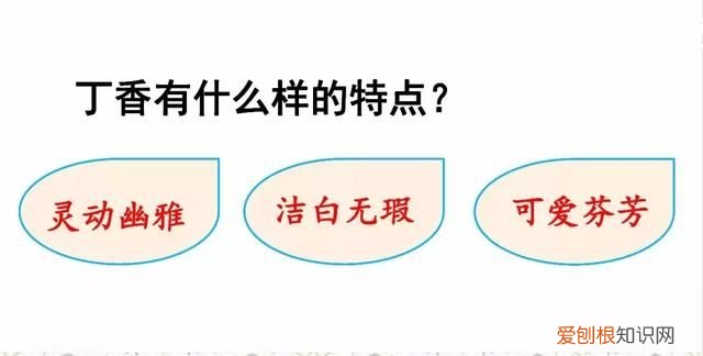 部编六年级上册丁香结知识点,部编版六年级上册丁香结讲解