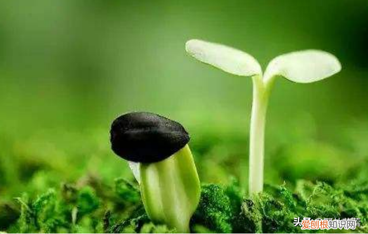 让感恩成为一种习惯作文800字 让感恩成为一种习惯