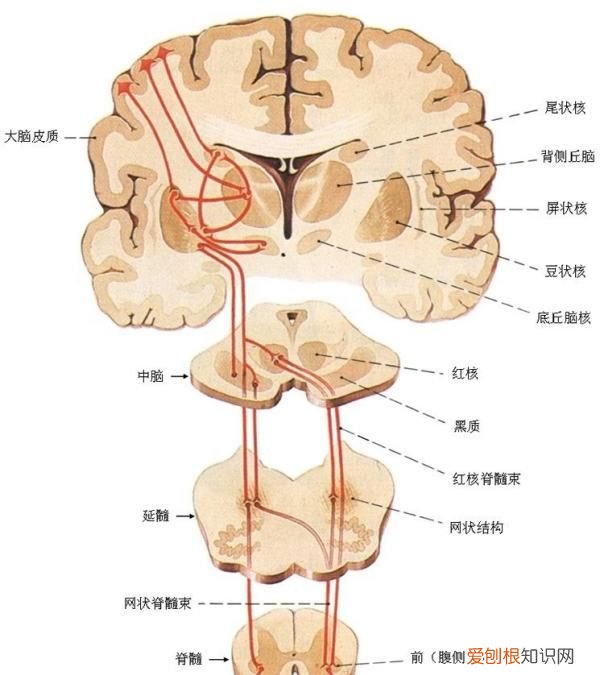 纹状体包括，新纹状体是指