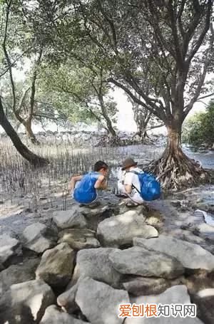 一定去西湾红树林公园看看! 深圳红树林门票