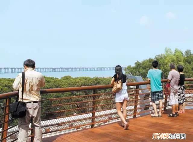 一定去西湾红树林公园看看! 深圳红树林门票