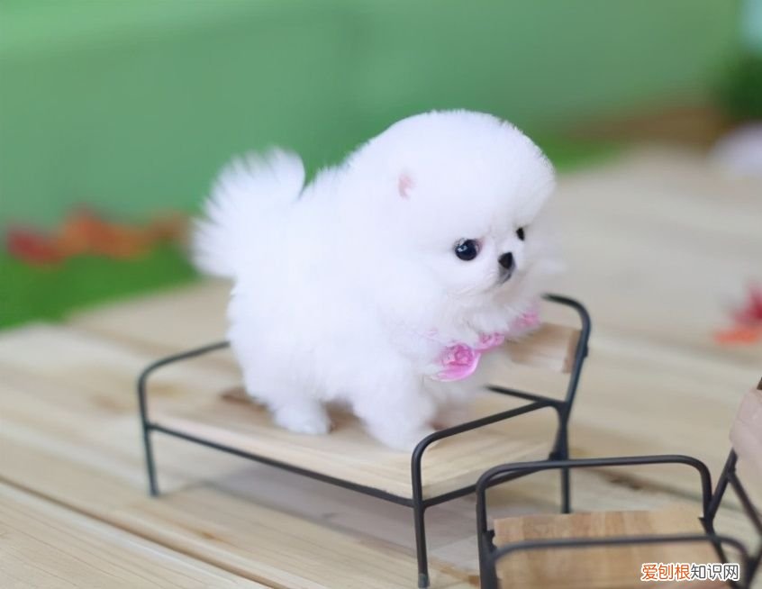 博美茶杯犬价格博美茶杯犬多少钱一只）