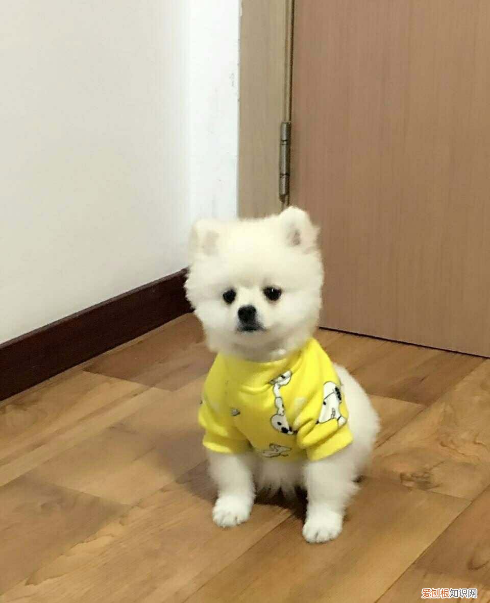 博美茶杯犬价格博美茶杯犬多少钱一只）