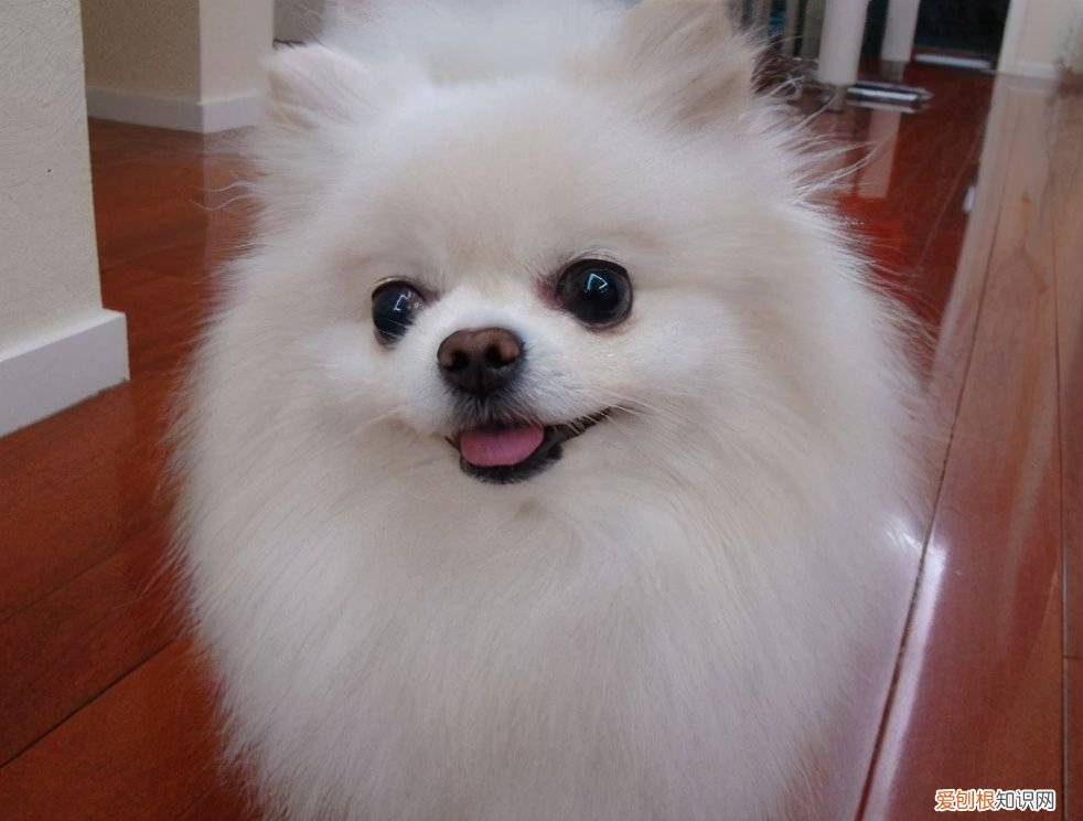 博美茶杯犬价格博美茶杯犬多少钱一只）