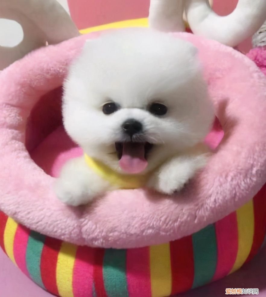 博美茶杯犬价格博美茶杯犬多少钱一只）