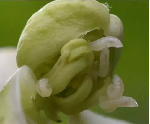 柑橘花蕾蛆的识别与综合防治 柑橘花蕾蛆