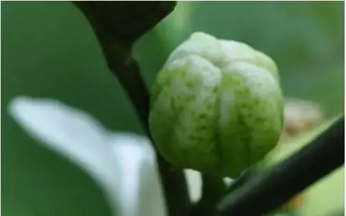 柑橘花蕾蛆的识别与综合防治 柑橘花蕾蛆