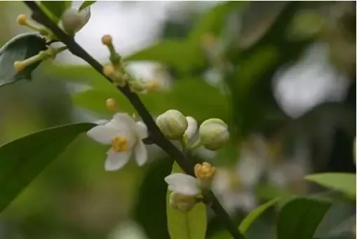 柑橘花蕾蛆的识别与综合防治 柑橘花蕾蛆