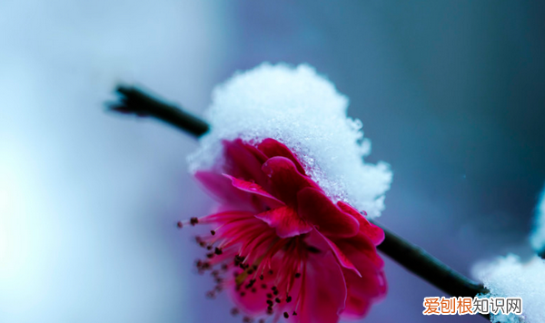 雪梅古诗的意思，卢钺雪梅这首诗的意思