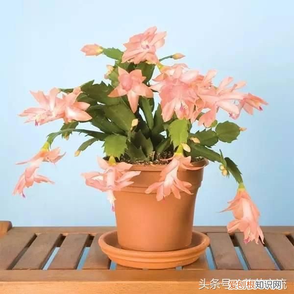 掌握蟹爪兰养护的8个技巧 蟹爪兰怎么养