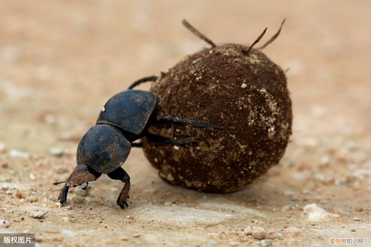 屎壳郎与粪球，这是多少人的真实写照 屎壳郎的故事