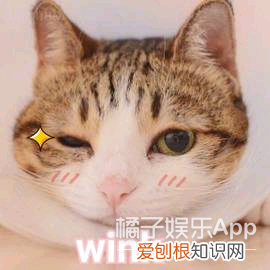 春晚十年金句合集 春晚流行语