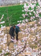 杏林指什么，杏林桃李高足汗青代指什么