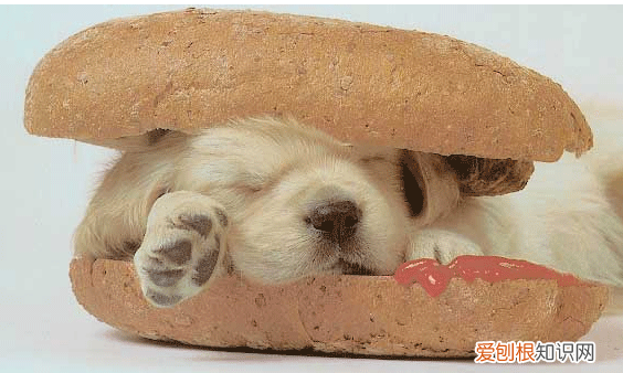 家有幼犬,该如何喂养 幼犬喂养