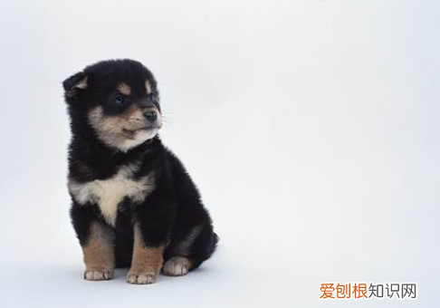 家有幼犬,该如何喂养 幼犬喂养