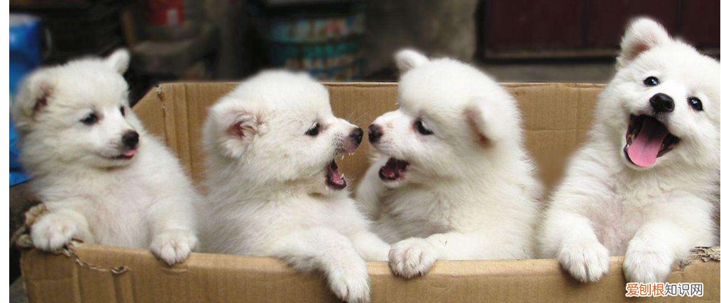 家有幼犬,该如何喂养 幼犬喂养