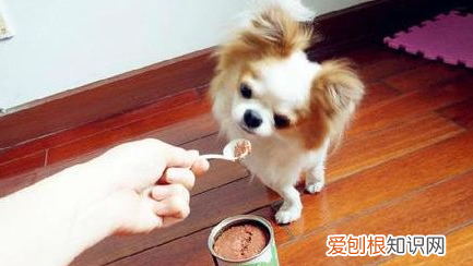 家有幼犬,该如何喂养 幼犬喂养