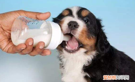 家有幼犬,该如何喂养 幼犬喂养