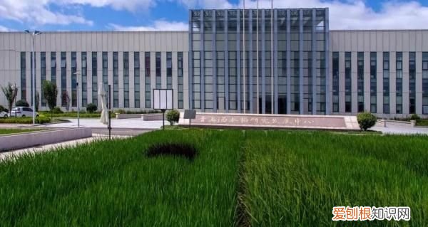 海边发现野生成熟稻谷意味着什么