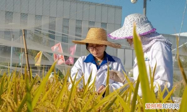 海边发现野生成熟稻谷意味着什么