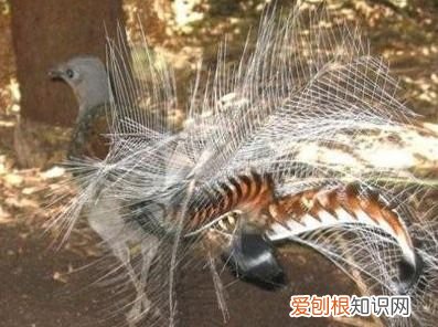 澳洲这种鸟堪称“超级声音模仿秀” 澳洲琴鸟