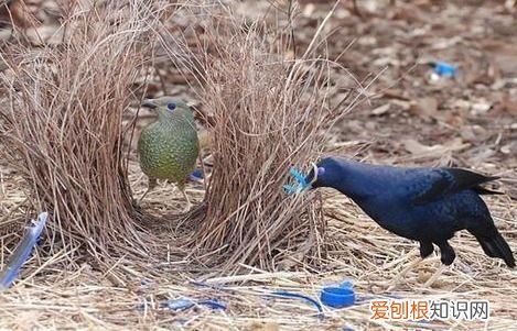 澳洲这种鸟堪称“超级声音模仿秀” 澳洲琴鸟