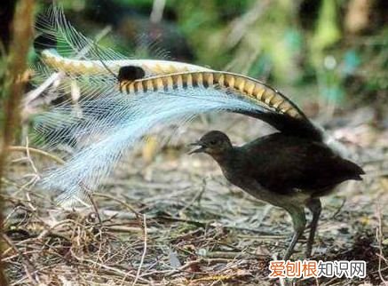 澳洲这种鸟堪称“超级声音模仿秀” 澳洲琴鸟