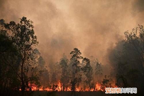 澳洲这种鸟堪称“超级声音模仿秀” 澳洲琴鸟