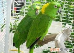 澳洲这种鸟堪称“超级声音模仿秀” 澳洲琴鸟