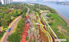 2022年15公分宫粉紫荆基地