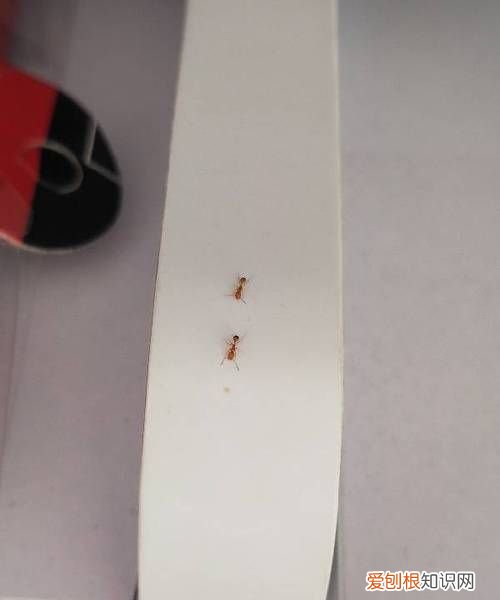 家里有蚂蚁怎么办，家里招了蚂蚁怎么办
