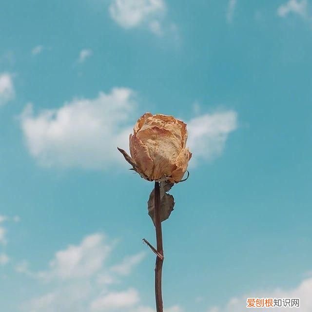 5.4青年节青春无敌祝福短信 节日短信大全