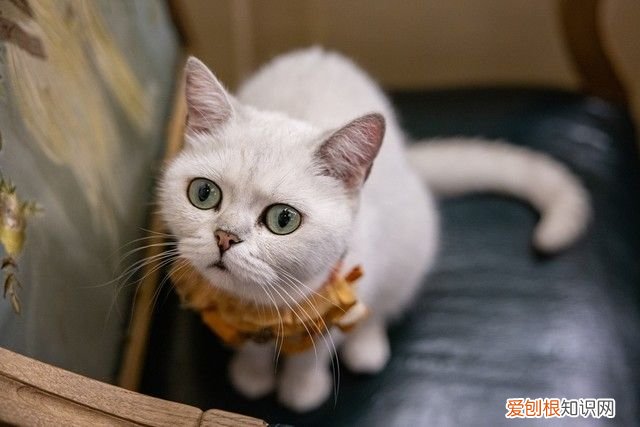 尼康Z大三元镜头的实力 尼康大三元镜头