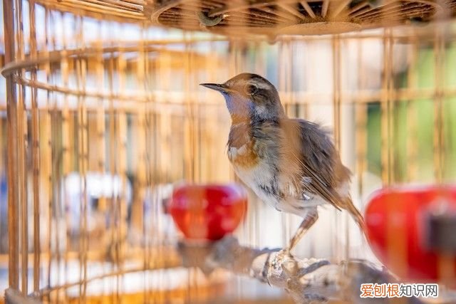 尼康Z大三元镜头的实力 尼康大三元镜头