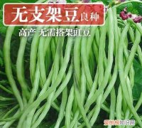 豇豆怎么保存，青豆角怎么保存