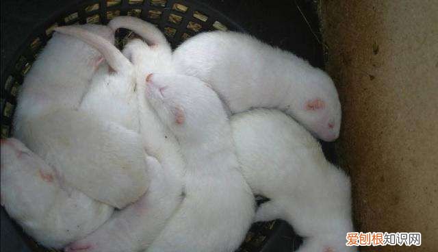 狐狸养殖方法  狐狸养殖