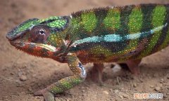 变色龙是什么类的动物?真的可以做到隐身吗