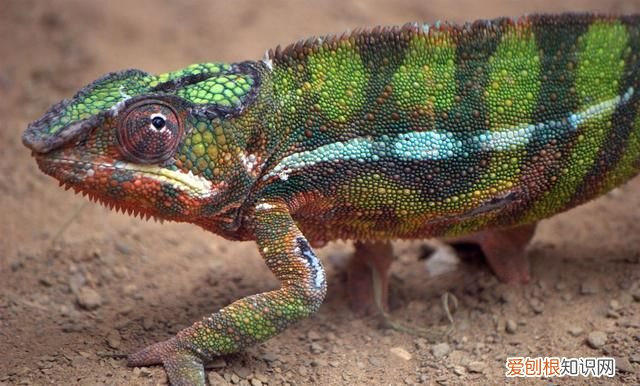 变色龙是什么类的动物?真的可以做到隐身吗