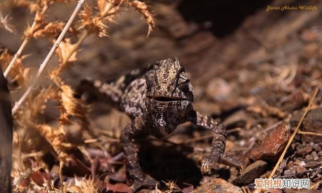 变色龙是什么类的动物?真的可以做到隐身吗