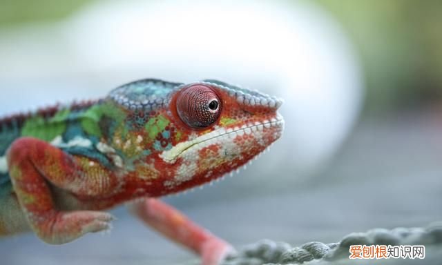 变色龙是什么类的动物?真的可以做到隐身吗