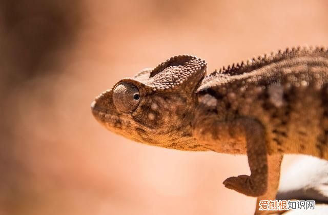 变色龙是什么类的动物?真的可以做到隐身吗