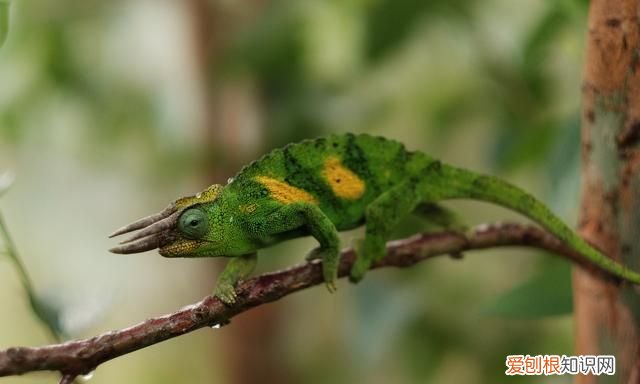 变色龙是什么类的动物?真的可以做到隐身吗