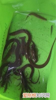 黄鳝网箱饲养技术 网箱养黄鳝