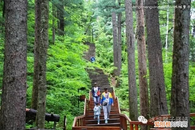 镜泊湖火山口地下森林 镜泊湖地下森林