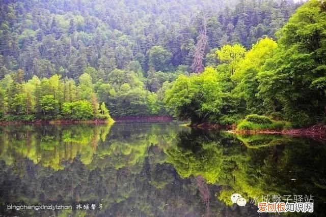 镜泊湖火山口地下森林 镜泊湖地下森林